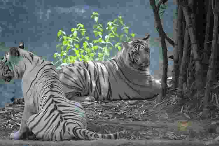 Vandalur Zoo-2