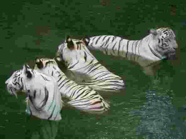 Vandalur Zoo-3
