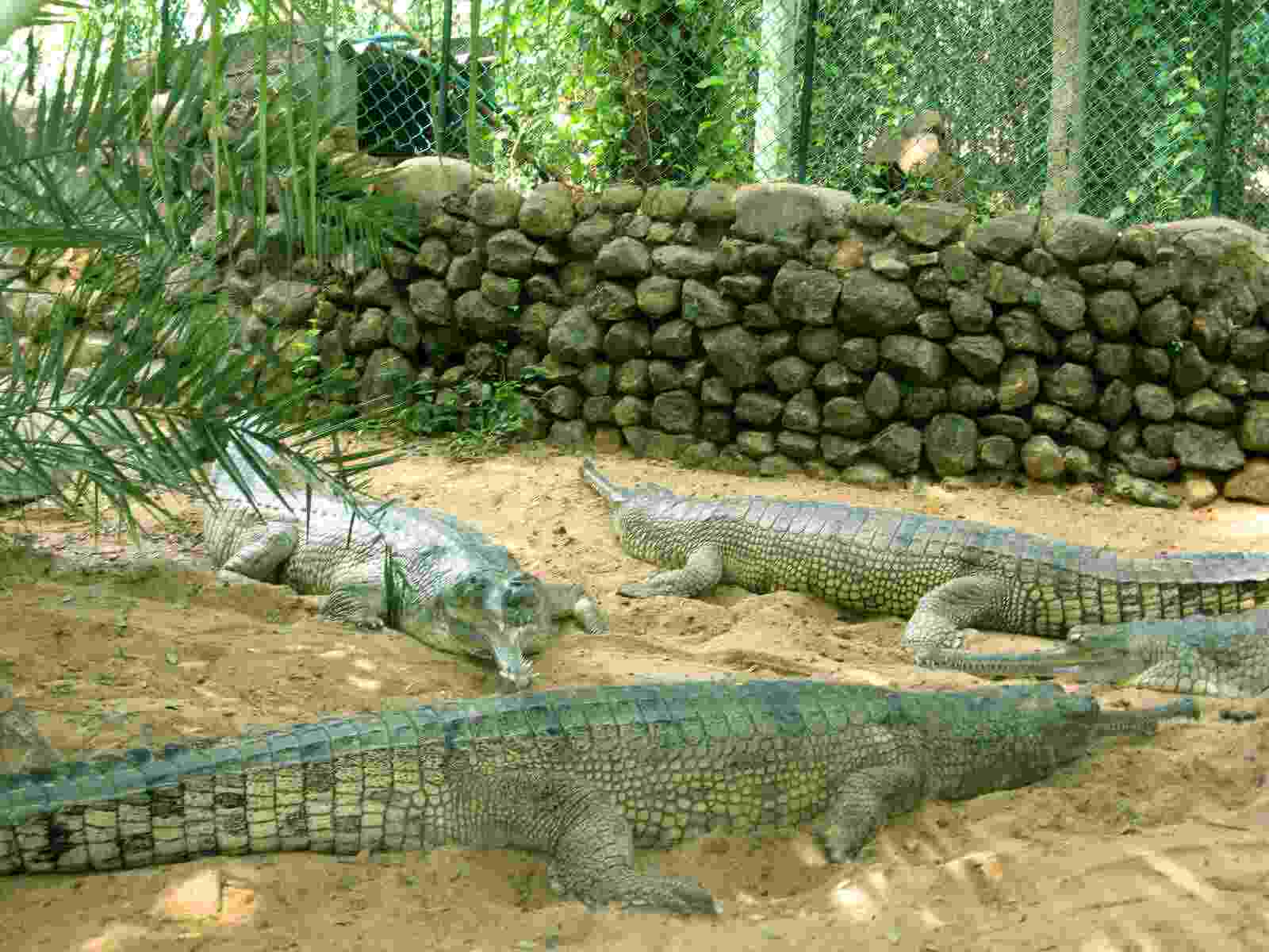 guindy park3