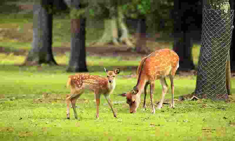 guindy park1