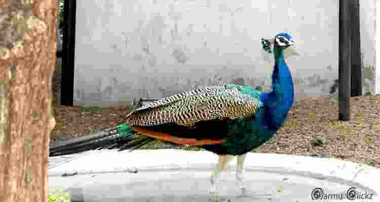 guindy park2
