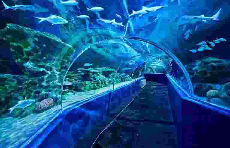 VGP Marine kingdom-1