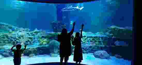 VGP Marine kingdom-3