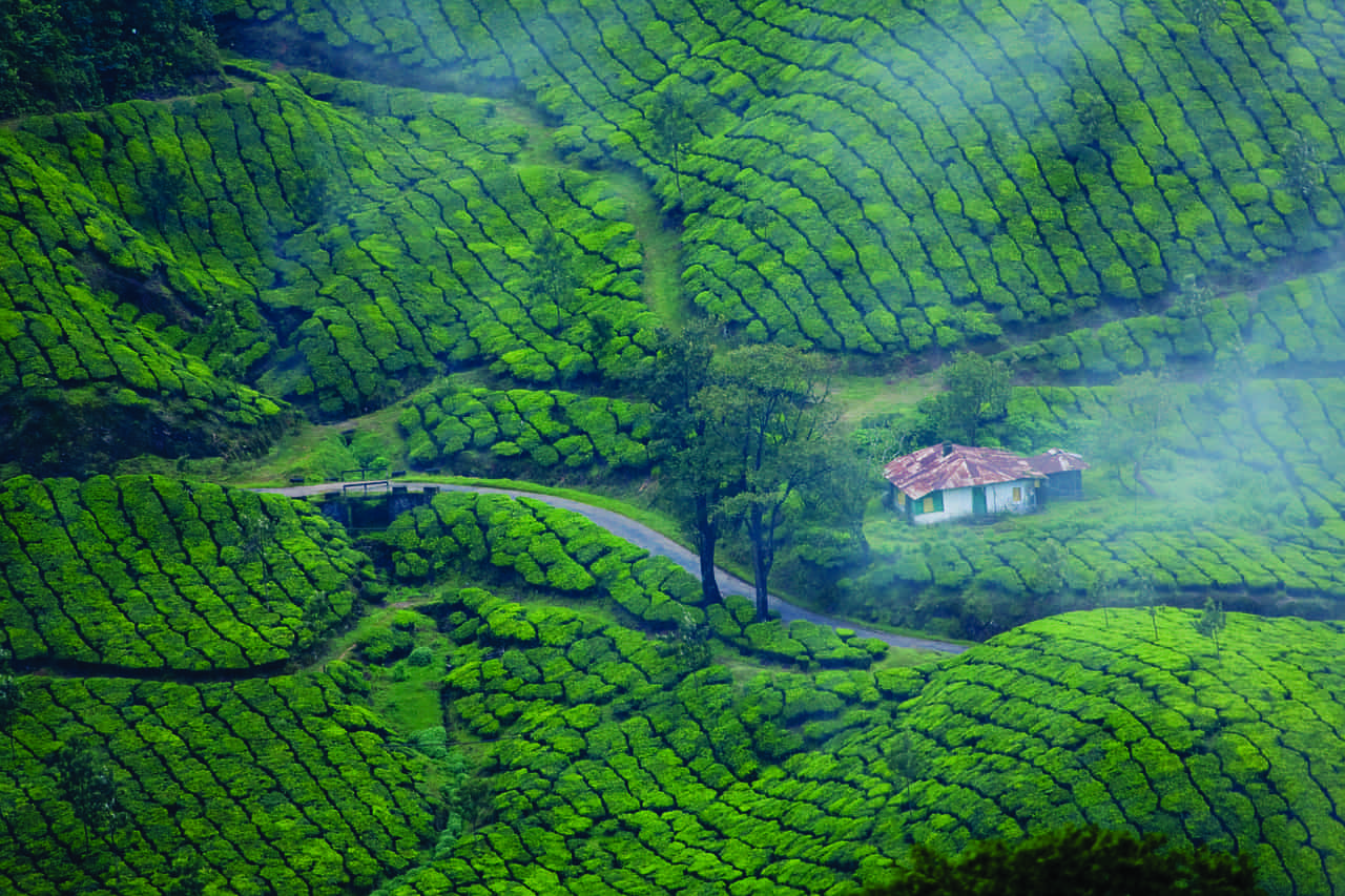 Munnar-4
