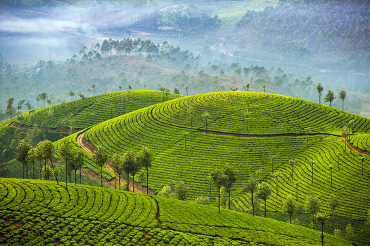 Kerala-munnar1