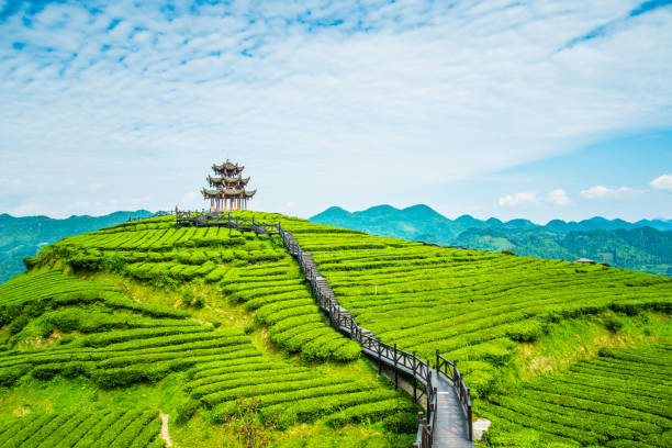 Kerala-munnar3